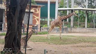 Guangzhou Zoo  - 广州 动物园   2022