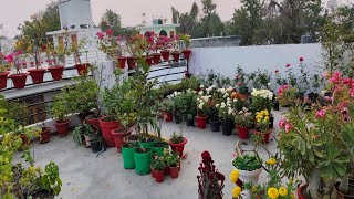 January Terrace garden Overview  Mere Chota SaTerrace Garden Balcony Garden Tour....