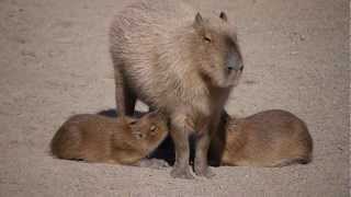 とくしま動物園カピバラ 授乳の横でオスがごろごろ