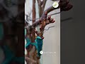 grafting cherry tree graftingtactick grafting gardening gardengrafting plantpropagation fruit