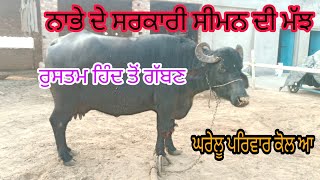 One Buffaloਨਾਭੇ ਦੇ ਸਰਕਾਰੀ ਸੀਮਨ ਦੀ ਤੀਜਾ ਸੁਆ ਮੱਝ ਵਿਕਾਉ ਰੁਸਤਮ ਹਿੰਦ ਤੋਂ ਸੁਧਰੀ ਹੋਈ ਬਰੀਡ ਦੀ ਮਿਤੀ 2,12,22