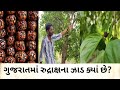 What is the significance of Rudraksha? | Where Is Rudraksha Tree's In Gujarat? #Historical