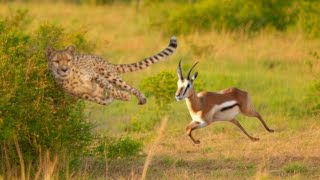 Cheetah vs. Time: How Speed Makes the Difference