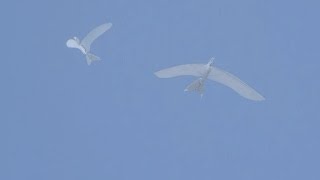 TB30 TWINBIRD TESTFLIGHT Ornithopter　羽ばたき飛行機