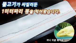 물고기가 싸지른 1미터짜리 똥