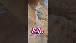 僕に近づくと、#茶猫　　パロディ　　　#地域猫　　パート2