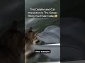 The Magical Bond Between a Cat and a Dolphin. #usa_tiktok #animals #funny #viralshorts #friendship