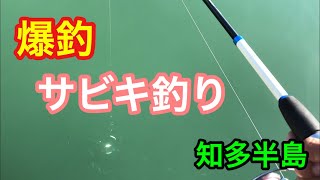 爆釣 知多半島 サビキ釣りで釣れた回遊魚は？