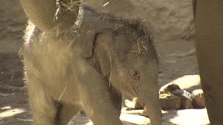 円山動物園ゾウの赤ちゃん 名前は「タオ」に決定！ミャンマー語で\