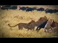 जब हिरण ने चीते को मार डाला चीता और हिरण की भयंकर लड़ाई cheetah vs deer fight wildanimal life