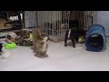 初めてみんなで部屋遊びの柴犬子犬