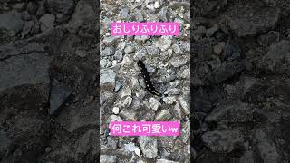 尻尾ふりふりする芋虫が可愛いw #shorts #セスジスズメ#昆虫