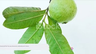 Health Secrets of Guava Leaf Tea ||अमरूद के पत्ते की चाय के फायदे