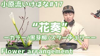 【いけばな#17 】小原流いけばな「花奏」カラーと黒芽柳とスターチェリーだよ！ 【flower arrangement】