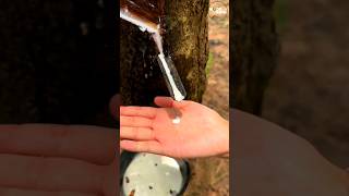 Harvesting Rubber Sap #shorts