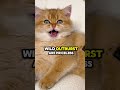 overreaction 😹😹😹 cat catsoftiktok petlovers catsofinstagram catslover funny funnyanimals