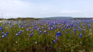 Madayi para ...... blue sea