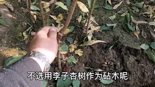 蓝蜜西梅树苗怎么辨别真假？西梅树苗用什么嫁接的？ #西梅  #果树  #嫁接  #种植技巧