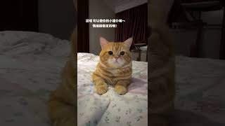 #记录猫咪日常 #猫咪 #萌宠出道计划 #泥嚎小猫 #这一小坨猫谁受得了