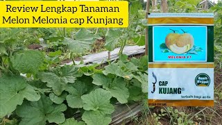 Review Benih Melon Melonia F1 cap Kujang || 32 hst