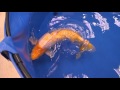 BGinrin BestInVariety 2016 All Japan Koi  Show