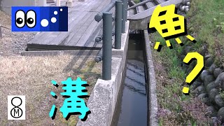 【水辺潜入】公園の溝、水が増えた時と干上がりそうな時、魚は？