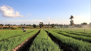 โครงการยกระดับแปลงใหญ่ด้วยเกษตรสมัยใหม่และเชื่อมโยงตลาดจังหวัดขอนแก่น