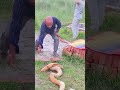 russels viper snake prank with half mental part 101 #shorts #trending #viral