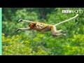 Proboscis Monkeys Leap Into Crocodile-Infested River | BBC Earth