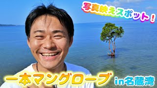 朝の一本マングローブ！in名蔵湾　～石垣島の写真映えスポット～