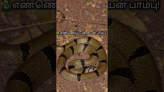 எண்ணெய்ப் பனையன் பாம்பு -Southern kukri snake#snake #wildlife #shortsfeed #shortvideo #tamil #shorts