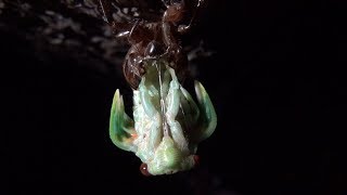 【セミの羽化】セミの幼虫がモリモリ木を登る Cicadas larva climbs up. And metamorphosis to adult cicadas.