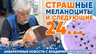 Новости аквариумного магазина с Владимиром Ковалевым (28.06.24). Страшные меланоциты и следующие 24!