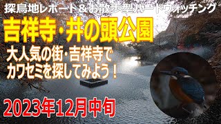 吉祥寺・井の頭公園(東京都)の探鳥地レポートです　大人気の街・吉祥寺でカワセミを探そう！　2023年12月中旬