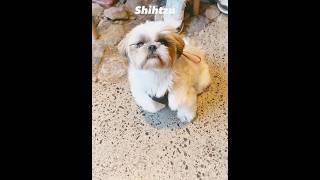 ❤️shihtzu loves everyone❤️