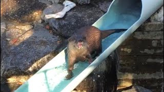 市川市動植物園 カワウソ 16/10/20