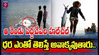 కాసులు కురిపిస్తున్న కచిడి చేప | 26 kg Kachidi Fish Sells Rs 79K | Antervedi | Prime9 News