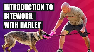 Introduction To Bitework With Harley