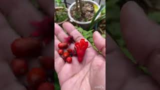 Pomegranate flower drop/stop dropping of flower bud/overwatering/