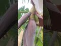 #banana #fruiting #agriculture #shortvideo #cambodia #farming