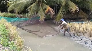 ĐI CHÀI TÔM VÔ NẤU BỮA CƠM ĐẠM BẠC, CANH CHUA ẾCH,SON KHO QUÉO ẾCH VỚI THỊT KIỂU NÀY ĂN QUÊN THÔI