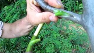 Altoire nuc DEMO 2014 - Walnut grafting