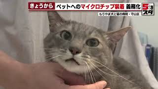 【ペットにマイクロチップ】犬・猫にマイクロチップ装着が義務化【改正動物愛護管理法】（2022年6月1日）