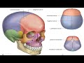 عمومیات سمستر1 اناتومی جلسه3 سیستم اسکلتی جمجمه