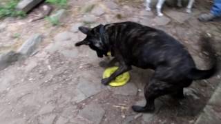 Gnarly meets the frisbee