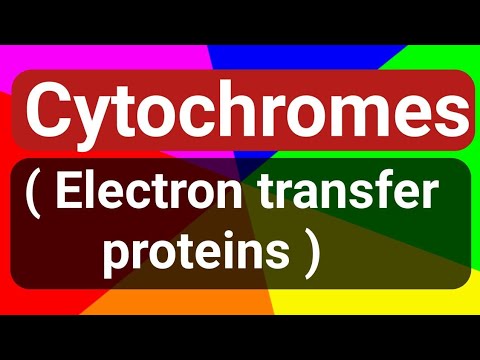 What is the basic structure of cytochromes?
