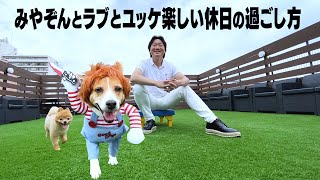 みやぞんの愛犬ラブ、チャッキーになって走り回る