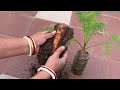 how to grow carrot in waste plastic bottle at home seed to harvest