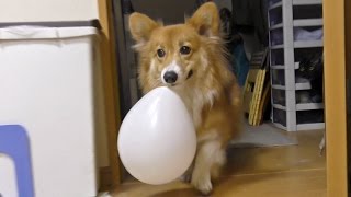 Roku plays balloon. Goro dislikes balloon / 風船で遊ぶロクさん。風船が嫌いなゴローさん20170117 dog コーギー 犬 cat 猫 Kuro