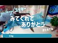 【開封】クリーミーな小さいヘラクレス！？ティティウスシロカブト購入しました。